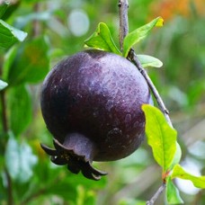 Саджанці гранату Чорний (черенкований) - 1-річний