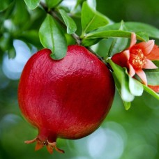 Саджанці гранату Галюша (черенкований) - 1-річний