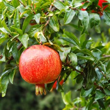 Саджанці гранату Грінго (черенкований) - 1-річний