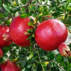 Саджанці гранату Казаке (черенкований) - 1-річний