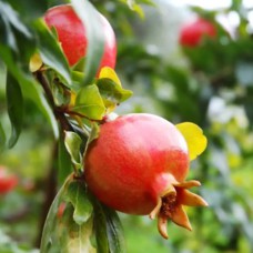 Саджанці гранату Нана (черенкований) - 1-річний