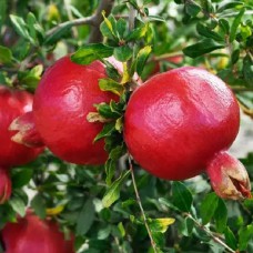 Саджанці гранату Нікітський Ранній (черенкований) - 1-річний