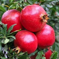 Саджанці гранату Східний (черенкований) - 1-річний