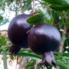 Саджанці гранату Восьма Куля (черенкований) - 1-річний