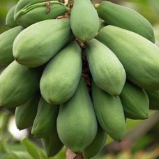 Саджанці папаї Капохо - 1-річний