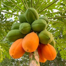 Саджанці папаї Королівська - 1-річний