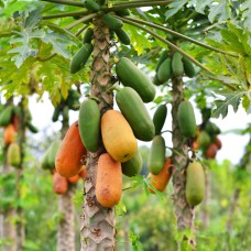 Саджанці папаї Ред Леді - 1-річний