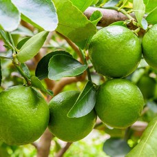 Саджанці лайма Біарс (черенкований) - 1-річний