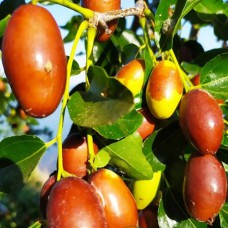 Саджанці зізіфуса Метеор - 1-річний