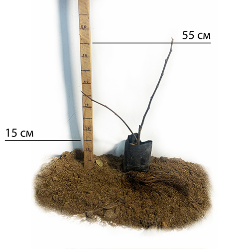 Саджанці інжиру Беяс - 1-річний