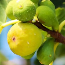 Саджанці інжиру Адріатичний (черенкований) - 1-річний