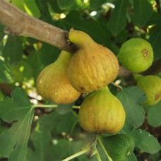 Саджанці інжиру Беяс (черенкований) - 1-річний