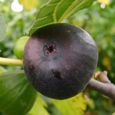 Саджанці інжиру Брева (черенкований) - 1-річний