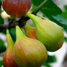 Саджанці інжиру Далматський Білий (черенкований) - 1-річний