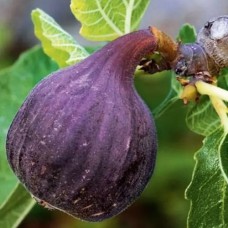 Саджанці інжиру Фініковий (черенкований) - 1-річний