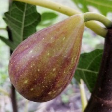 Саджанці інжиру Голіаф (черенкований) - 1-річний