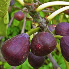 Саджанці інжиру Київський Великоплідний (черенкований) - 1-річний