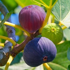 Саджанці інжиру Магарачський (черенкований) - 1-річний