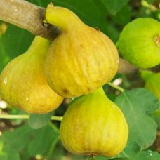 Саджанці інжиру Медовий (черенкований) - 1-річний