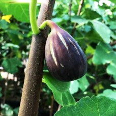 Саджанці інжиру Наполітано (черенкований) - 1-річний