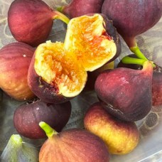 Саджанці інжиру Одеський Абориген (черенкований) - 1-річний