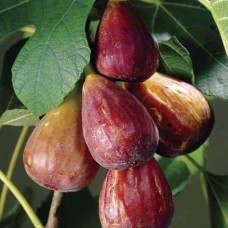 Саджанці інжиру Турецький Коричневий (черенкований) - 1-річний