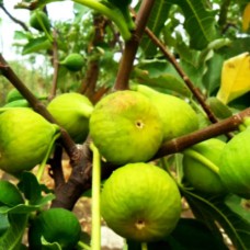 Саджанці інжиру Закавказький (черенкований) - 1-річний