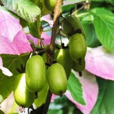 Саджанці актинідії Доктор Шимановський (черенкований) - 1-річний