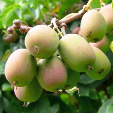 Саджанці актинідії Коломікта (черенкований) - 1-річний