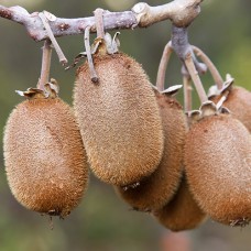 Саджанці актинідії Китайська (черенкований) - 1-річний