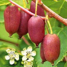 Саджанці актинідії Рубінова (черенкований) - 1-річний