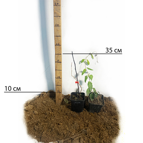 Саджанці актинідії Рубінова - 1-річний