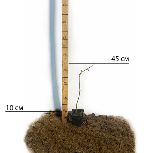 Саджанці ківі Хейворд - 1-річний