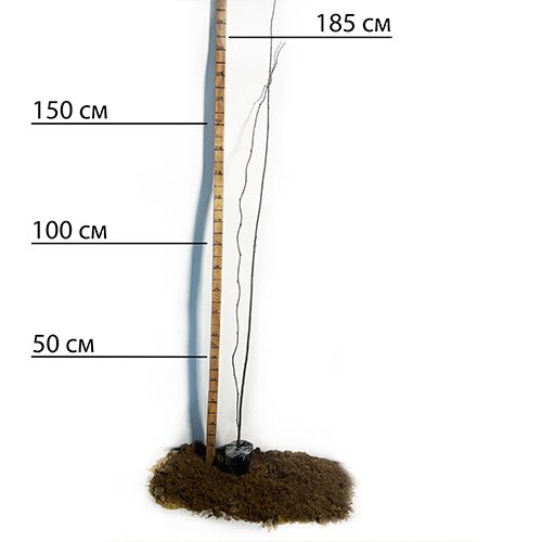 Саджанці ківі Мальбек - 2-річний