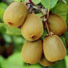 Саджанці ківі Едвард (черенкований) - 3-річний