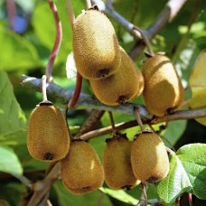 Саджанці ківі Генріх (черенкований) - 3-річний