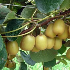 Саджанці ківі Голд (черенкований) - 3-річний