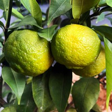 Саджанці лимона Юдзу (черенкований) - 1-річний