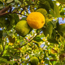 Саджанці лимона Ювілейний (черенкований) - 1-річний