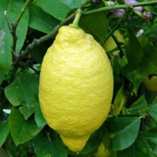 Саджанці лимона Лунаріо (черенкований) - 1-річний