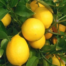 Саджанці лимона Мейєра (черенкований) - 1-річний