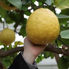 Саджанці лимона Пандероза (черенкований) - 1-річний