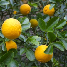 Саджанці лимона Павловський (черенкований) - 1-річний