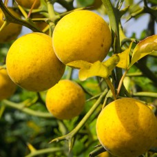Саджанці лимона Понцирус (черенкований) - 1-річний