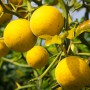 Саджанці лимона Понцирус (черенкований) - 1-річний
