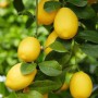 Саджанці лимона Вілла Франка (черенкований) - 1-річний