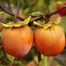 Саджанці хурми Дар Софіївки (привитий) - 1-річний