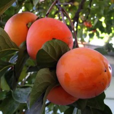 Саджанці хурми Гора Роман Кош (привитий) - 1-річний