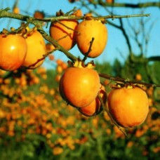 Саджанці хурми Кавказька (привитий) - 1-річний