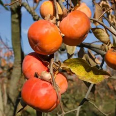 Саджанці хурми Медобора (привитий) - 1-річний